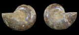 Cut & Polished, Agatized Ammonite Fossil - Jurassic #53841-1